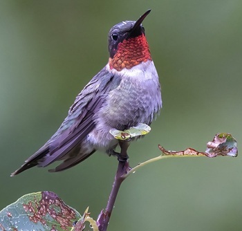 Ruby-throated hummingbird