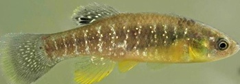 Mummichog