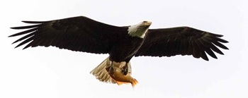 Bald eagle with goldfish