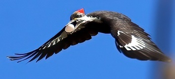Pileated woodpecker