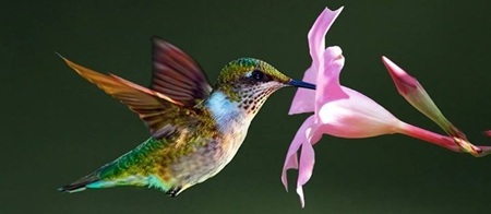 Ruby-throated hummingbird