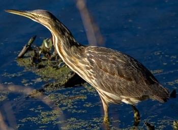 American bittern