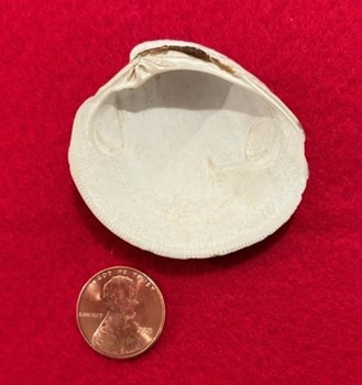 Rangia cuneata