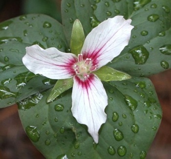 Painted trillium