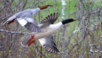 Common mergansers