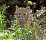 Bobcat