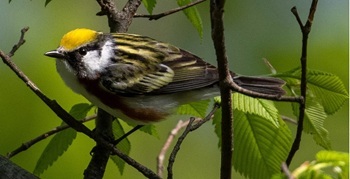 Chestnut-sided warbler