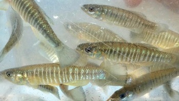 Banded killifish