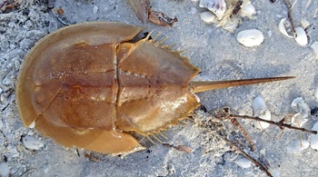 Horeseshoe crab