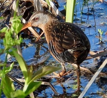 Virginia rail