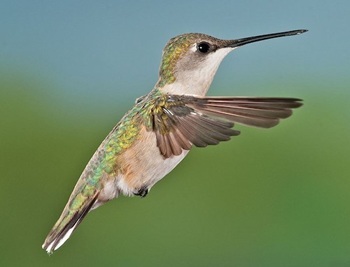 Ruby-throated hummingbird