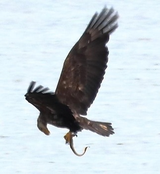 Bald eagle
