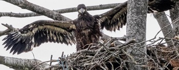 Bald eagles