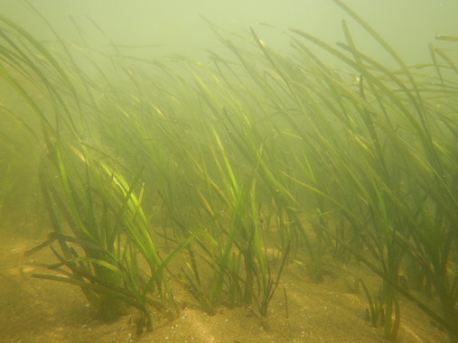 Eelgrass at Hecksher State Park
