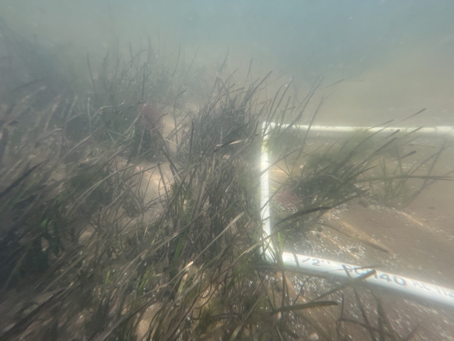 Quadrant used for seagrass flowering study