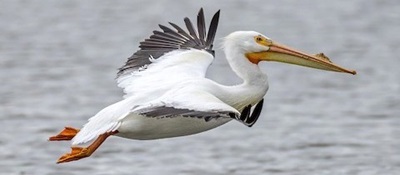 White pelican