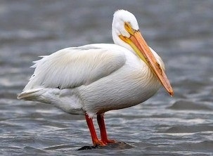 White pelican