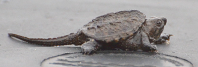 Snapping turtle