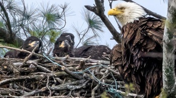 Bald eagle