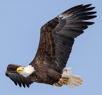 Bald eagle