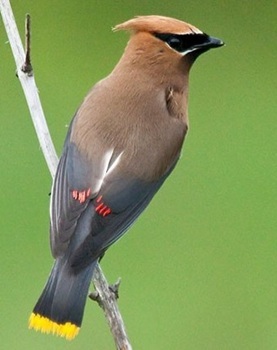 Cedar waxwing