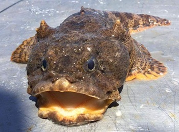 Oyster toadfish