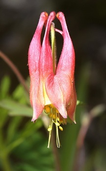 Red columbine