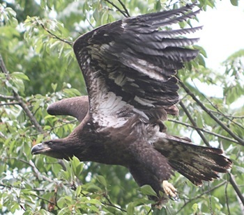 Bald eagle
