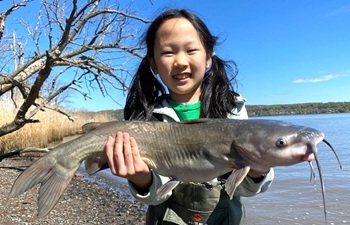 Channel catfish
