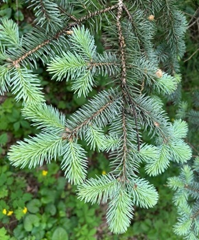 Picea pungens