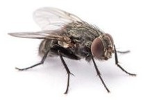 Black fly