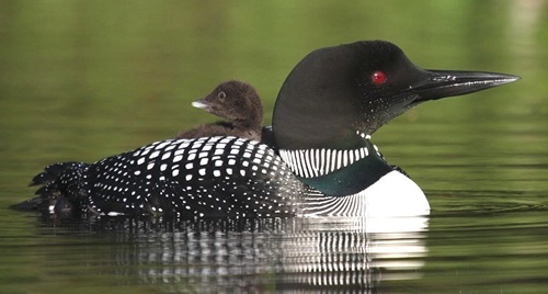 Common loon