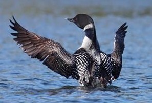 Common loon