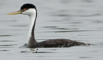 Western grebe