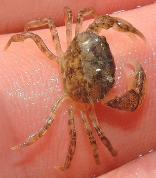 White-fingered mud crab