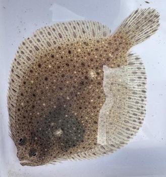 Windowpane flounder
