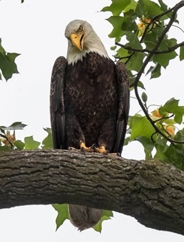 Bald eagle
