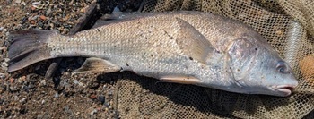 Freshwater drum