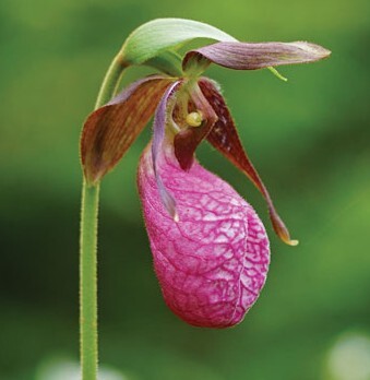 Pink Lady's Slipper