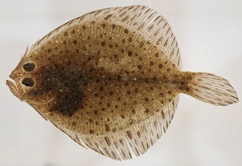 Windowpane flounder