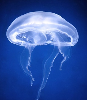 Moon jellyfish