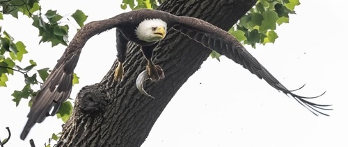 Bald Eagle