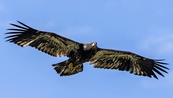 Bald eagle