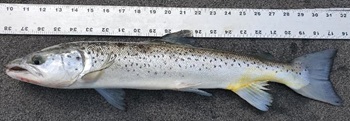 Atlantic salmon