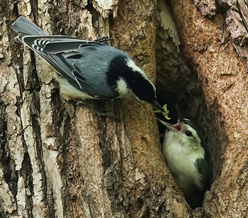 White-breasted nuthatch