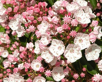 Mountain laurel