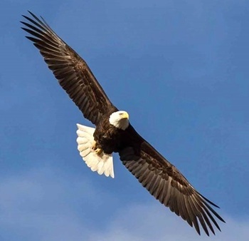 Bald eagle