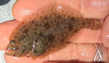 Summer flounder