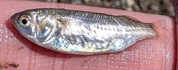 Striped mullet