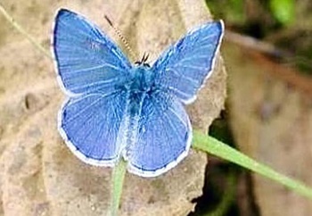 Spring blue azure